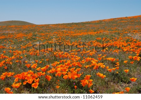 Antelope+valley+california+poppy+reserve+lancaster+california