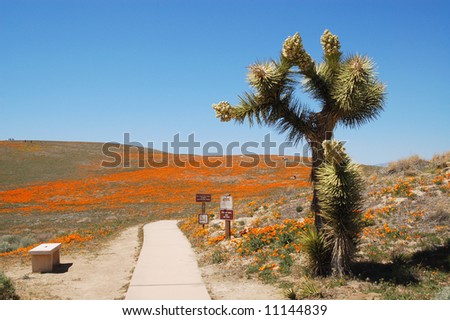 Antelope+valley+california+poppy+reserve+lancaster+california