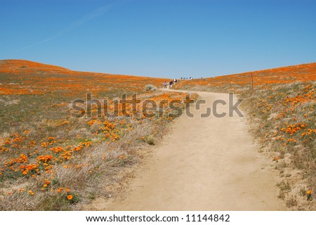 Antelope+valley+california+poppy+reserve