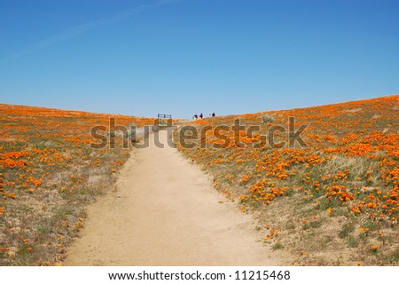 Antelope+valley+california+poppy+reserve