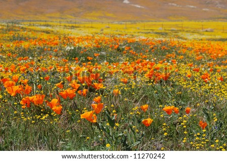 California+poppy+reserve+2011