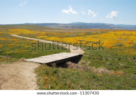 Antelope+valley+california+poppy+reserve+lancaster+california