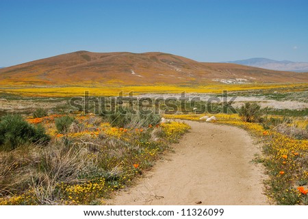 Antelope+valley+california+poppy+reserve+2011