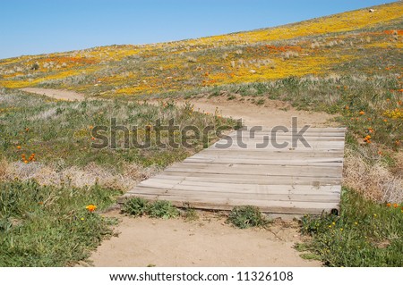 Antelope+valley+california+poppy+reserve+2011