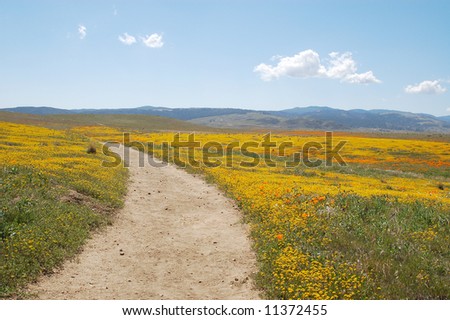 Antelope+valley+california+poppy+reserve+lancaster+california