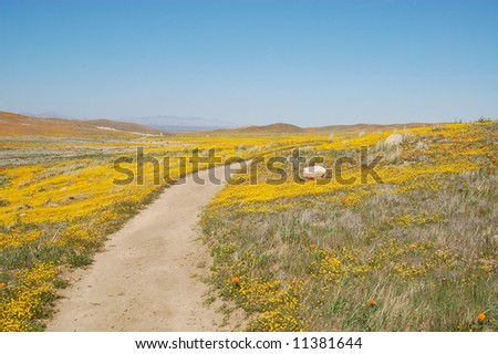 Antelope+valley+california+poppy+reserve+lancaster+california