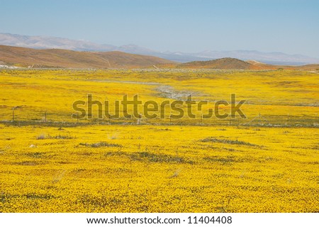 Antelope+valley+california+poppy+reserve+lancaster+california