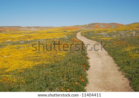 Antelope+valley+california+poppy+reserve+lancaster+california