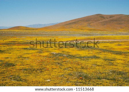 Antelope+valley+california+poppy+reserve+2011