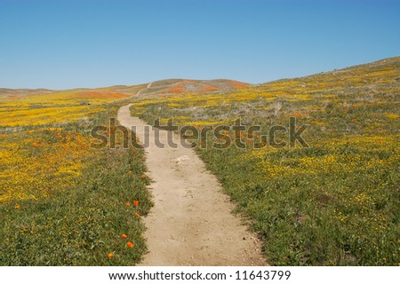 california poppy reserve. California Poppy Reserve;