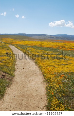 california poppy reserve. California Poppy Reserve;