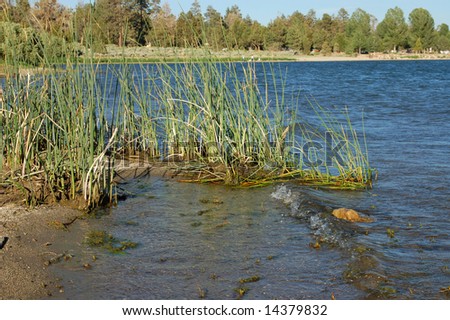 Lake shore and reeds; Big Bear Lake, California