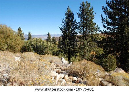 Forest landscape; Lee Vining, California