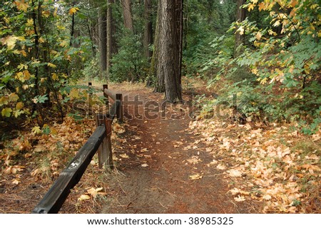 Unpaved hiking path through forest; Yosemite National Park, California