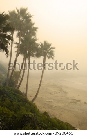 Palm trees on a beach in thick fog in sunset light; Laguna Beach, California