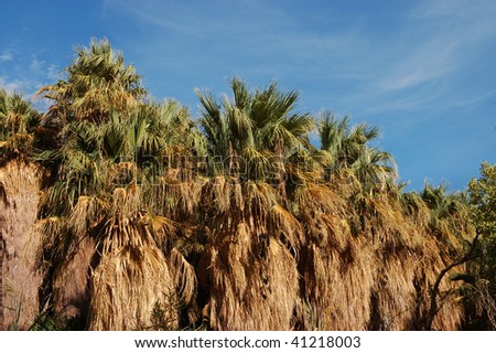 California palm tree; Coachella Valley Preserve; Thousand Palms, California