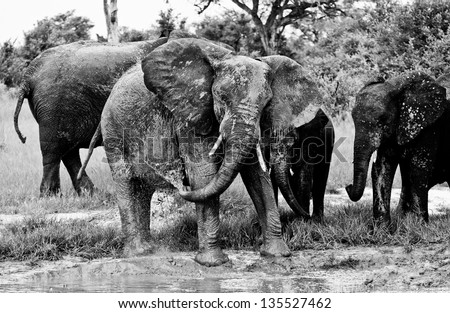 black and white photo of elephants playing in the mud