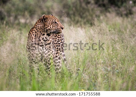 a big male leopard staring to the right