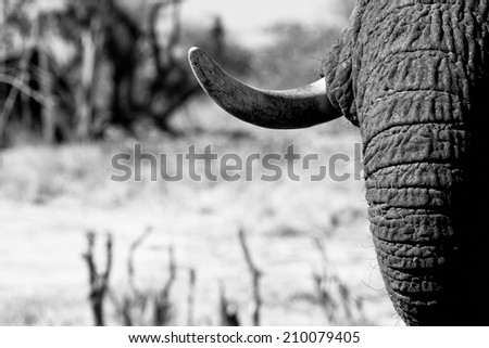 Artistic photo of an elephant trunk and tusk