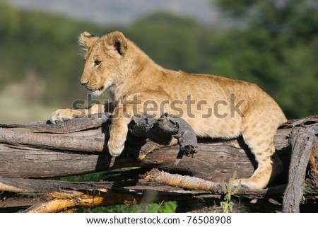 A cute lion cub lying on a tree stump