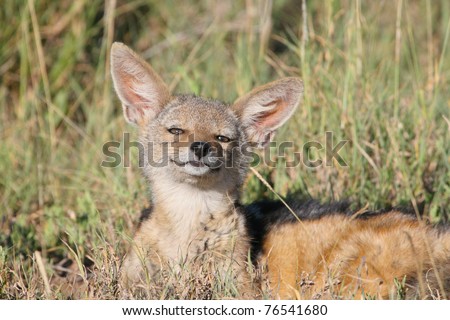 Jackal Pup