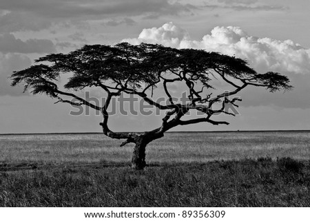 Black and white photograph of a huge tree in the Serengeti National Park