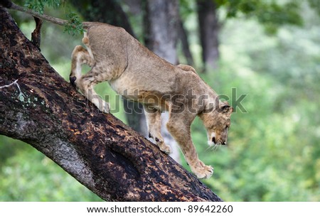 young male lion climbing down a tree