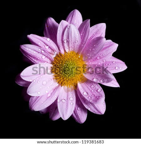 Chrysanthemum flower head isolated on black background, covered water drops