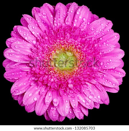 Gerbera flower head covered with water drops isolated