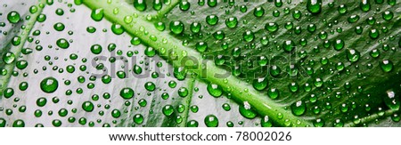 Macro photo rain drops on green tropic leaf