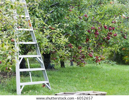 Ladder ready and waiting for fall apple harvest