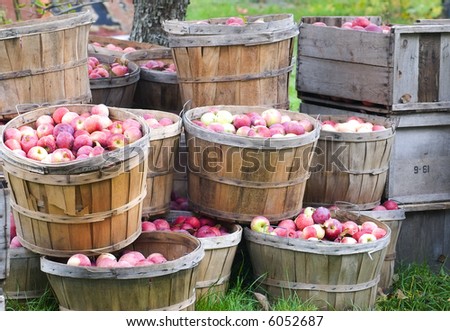 Freshly picked apples in bushels and crates, still sitting in the orchard