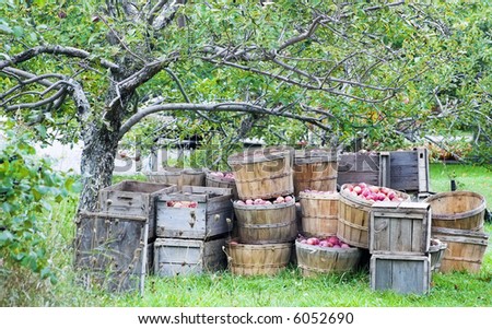 Apple harvest in bushels and crates under an apple tree