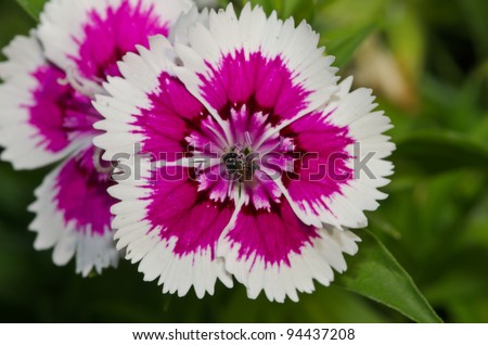 Bee on Dianthus chinensis (China Pink) is a species of Dianthus native to northern China, Korea, Mongolia, and southeastern Russia.