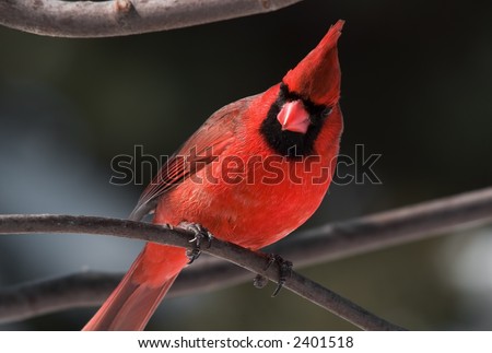 perched cardinal