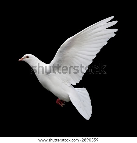 Free Stock Images on White Dove In Flight 11  A Free Flying White Dove Isolated On A Black
