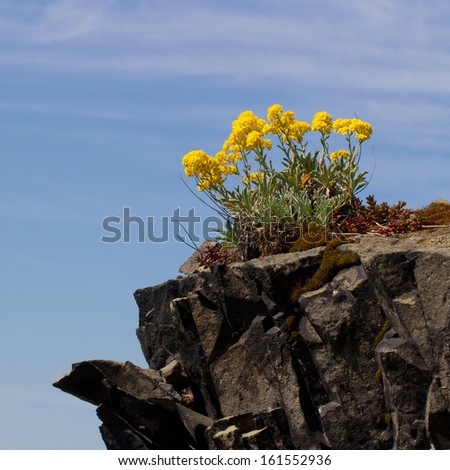 Basalt rock with gold flower blossoms - Aurinia Saxatilis