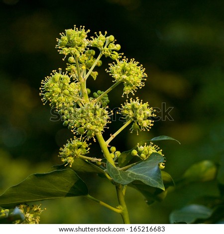 Ivy flowers (Hedera helix)