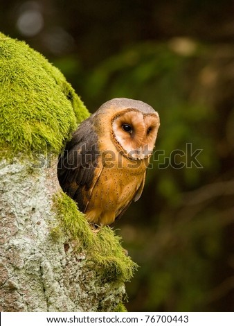 Barn owl (Tyto alba) sitting on the tree