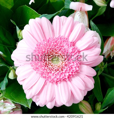 Beautiful pink flowers in horizontal composition