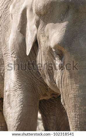 Close up of an elephant head, eye and trunk, covered in dry mud