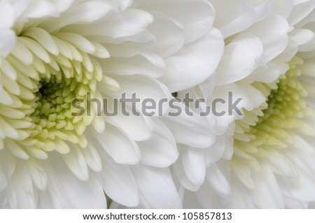 Close up of white flower : aster with pink petals and yellow heart for background or texture