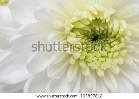 Close up of white flower : aster with pink petals and yellow heart for background or texture