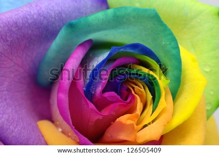 Macro of rainbow rose heart and colored petals