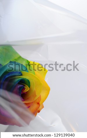 Macro of rainbow rose flower and multi colored petals under florist plastic bag