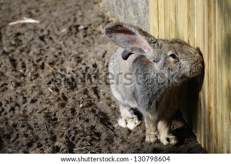 European Giant rabbit (Oryctolagus cuniculus) near a wooden dorr