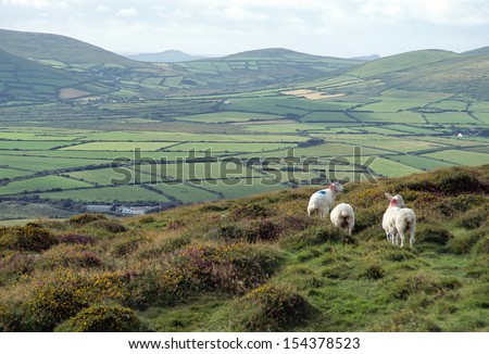 Muttons And Overview Of Countryside In Ireland