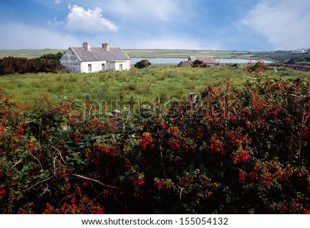 Small white house in Ireland countryside and view of green fields and red flowers, Europe