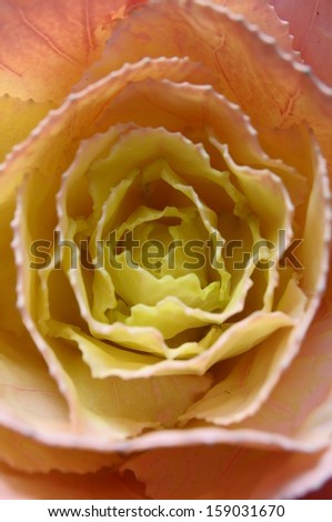 Macro of Colored cabbage leaves looking like a orange flower rose