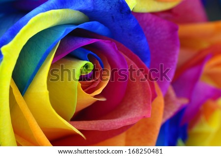 Close up of happy flower : rainbow rose with colored petals